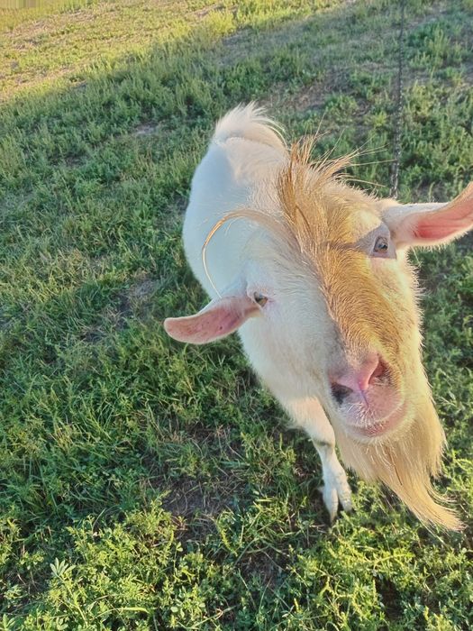 Продам снежка в хоршую се ю.