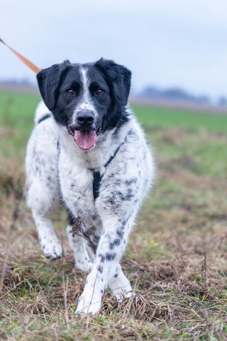 Kajtek już 5 lat czeka w Schronisku Nadzieja Napierki