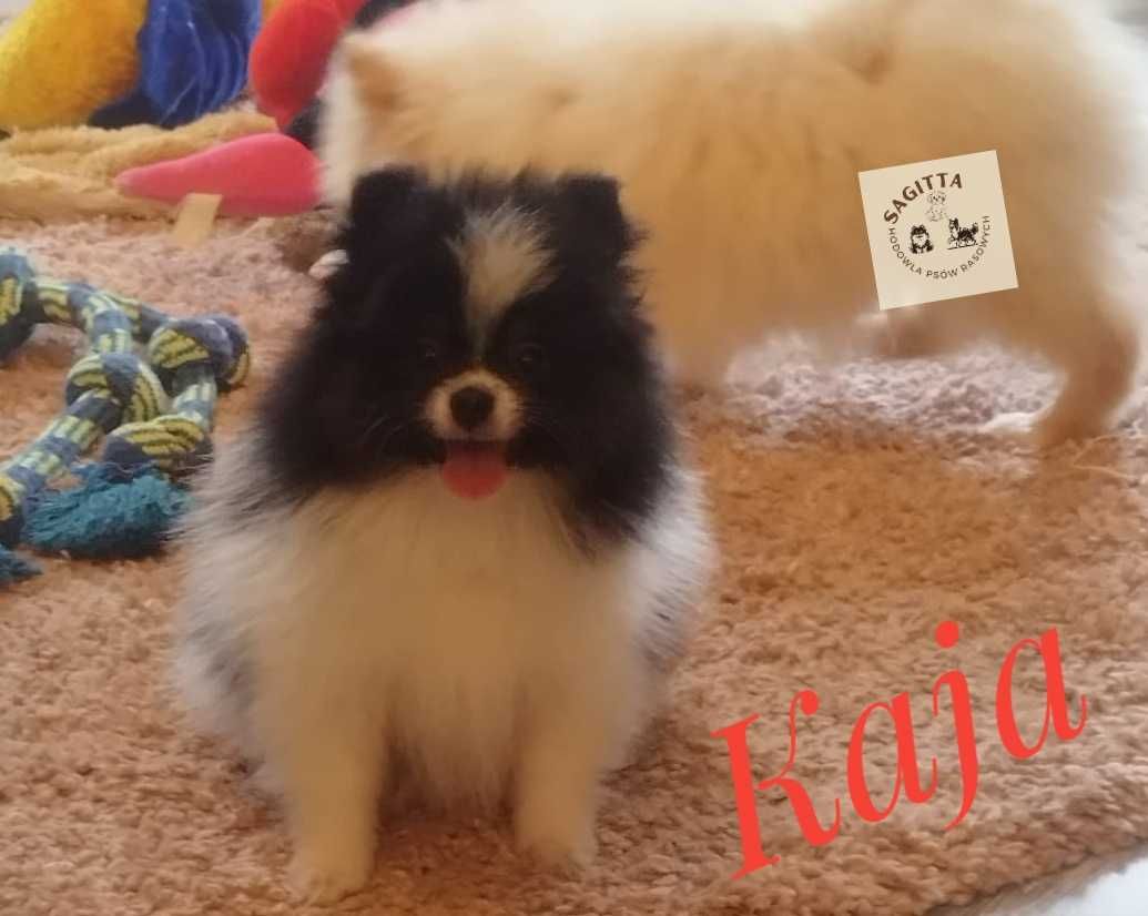 Szpic miniaturowy - pomeranian - Kaja ślicznotka