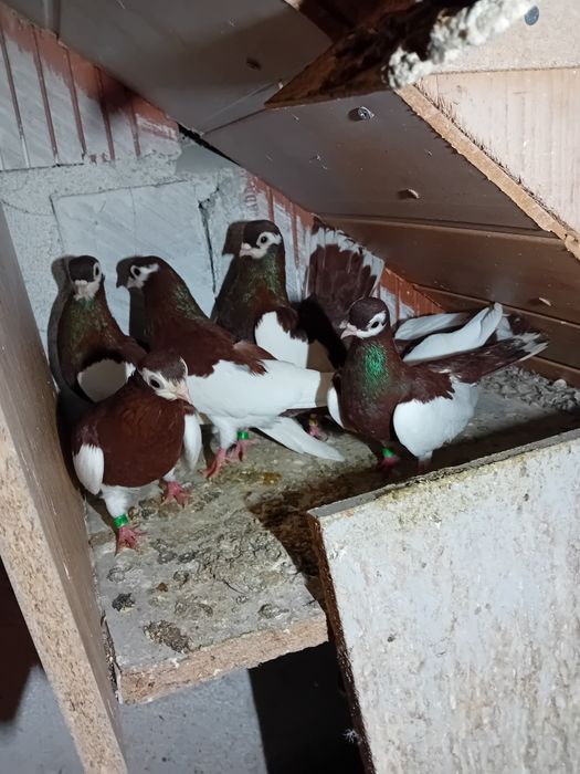 GOŁĘBIE lentacze rzewskie