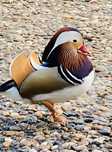 Patos mandarim e carolinos jovens
