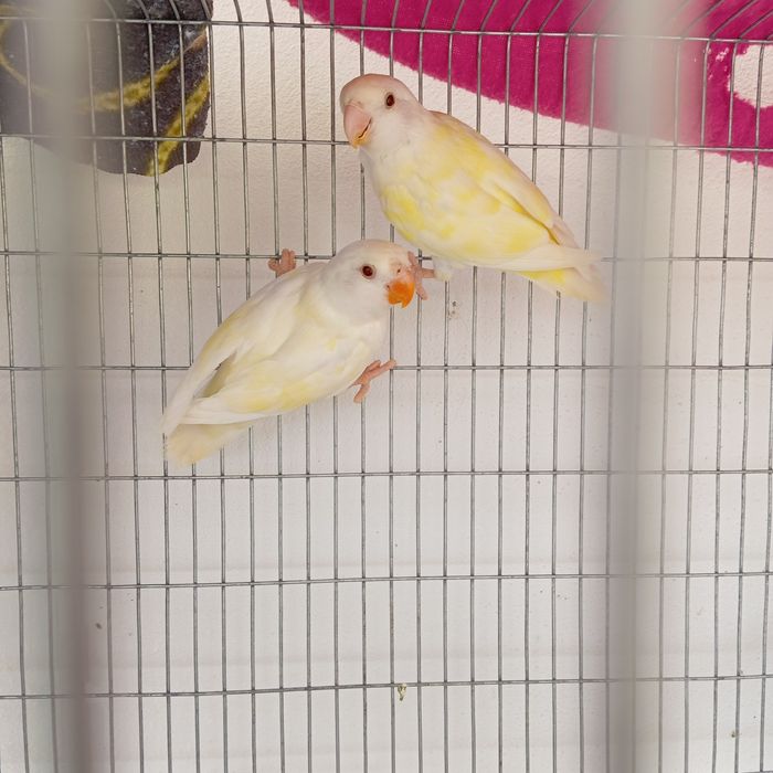 2 Roseicolli albino