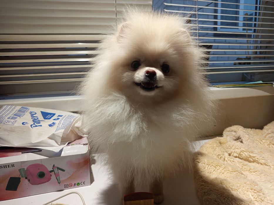 Померанський Шпіц