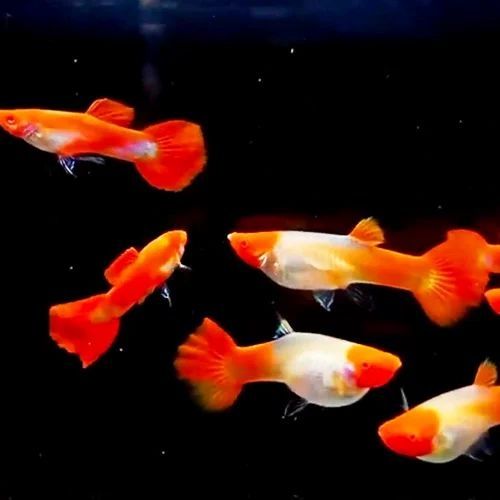 Guppys Panda e Koi platinum Kohaku puros