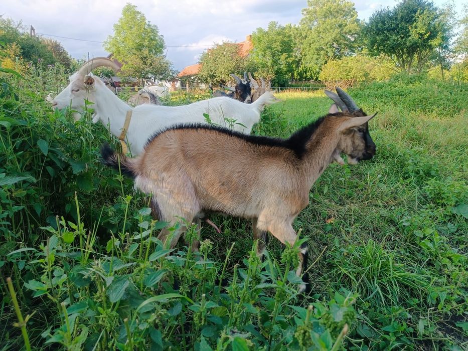 Koźlaki tegoroczne koziołki