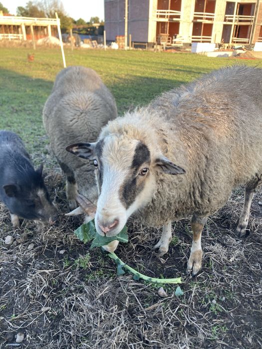 Cordeiro (com menos de 1 ano)