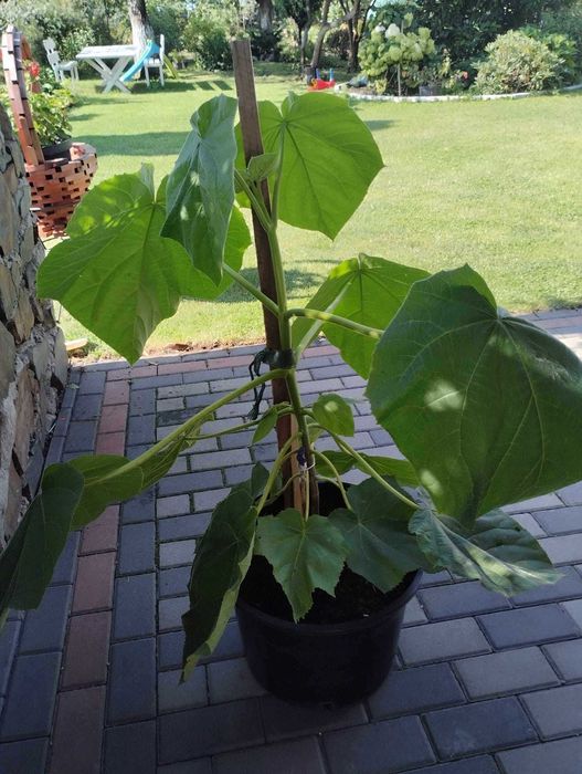 Paulownia omszona P. tomentosa drzewo tlenowe sadzonka Oxygen tree