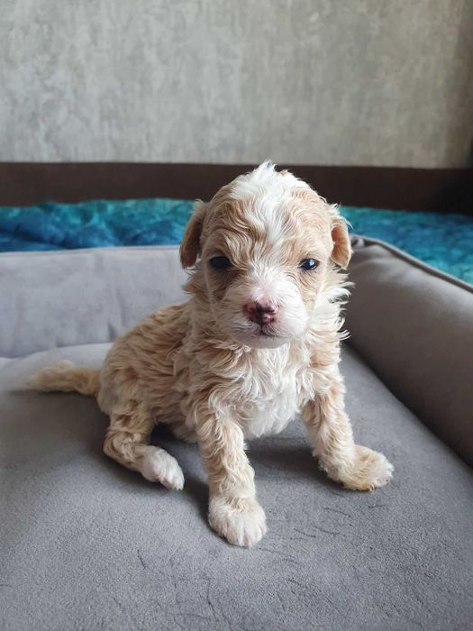 Мальтіпу F2 цуценята 700$ безкоштовна доставка по Львову