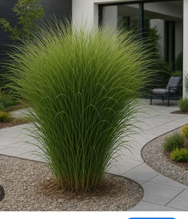 Miskant  morning light 5 szt