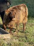 Krowa , bydło szkockie Highland Cattle