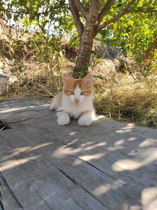 Котики котята 2 месяца