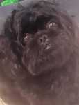 Shih Tzu roczny piesek