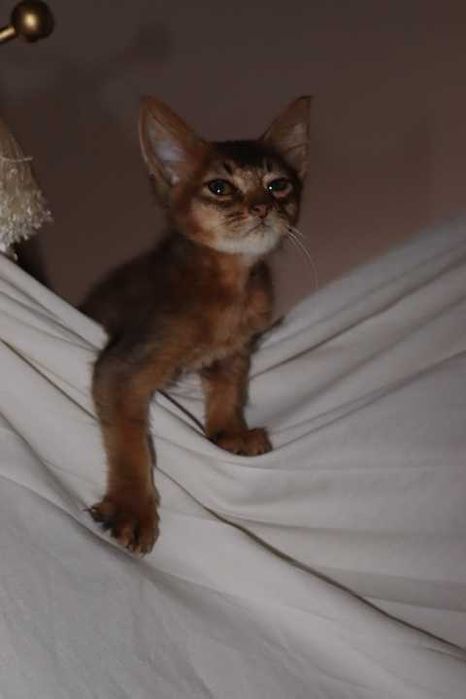 Абиссинский котик окрас дикий Абиссинец