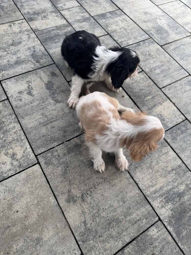 Uroczy Piesek Cavalier Blenheim Chip,Książeczka,Rodowód,Wyprawka!!