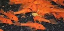 Ancistrus Super Red 2.5/4cm Glonojad Czerwony