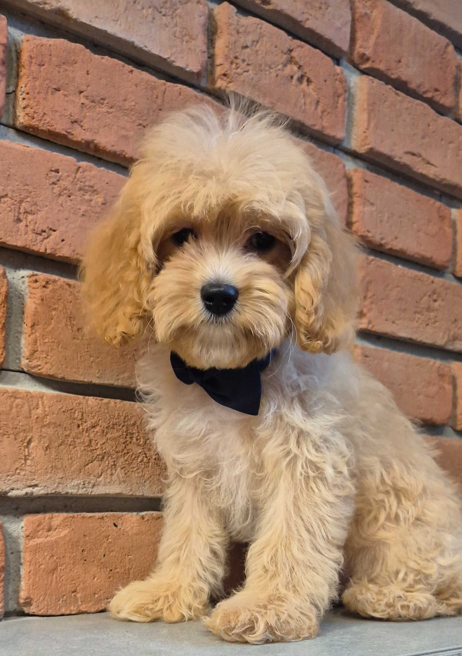 Cavapoo piekny Uzzi  do odbioru