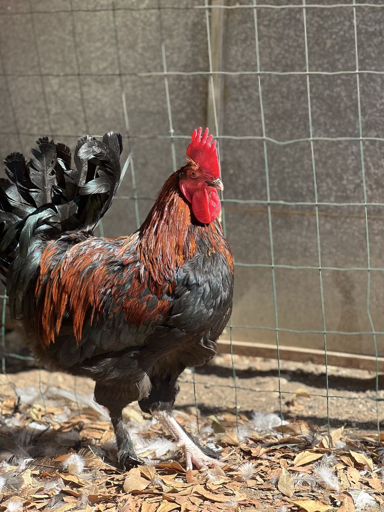 Marans preto cobre  oportunidade !