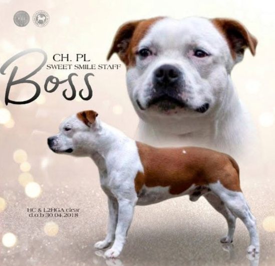 Piesek Staffordshire Bull terrier