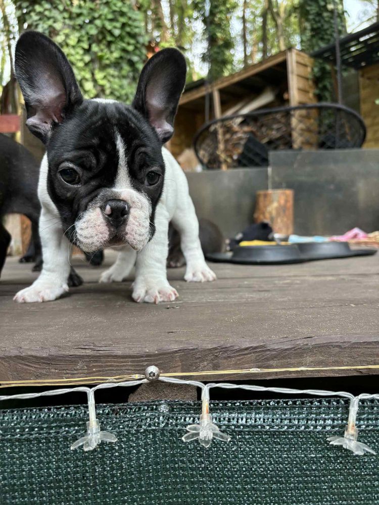 Buldog Francuski