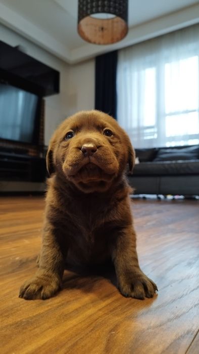 Labrador retriever - została tylko suczka