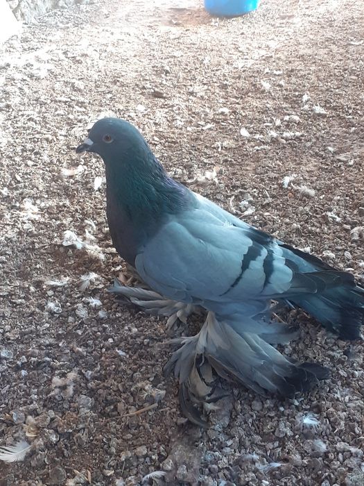 Gołębie ozdobne garłacze pomorskie