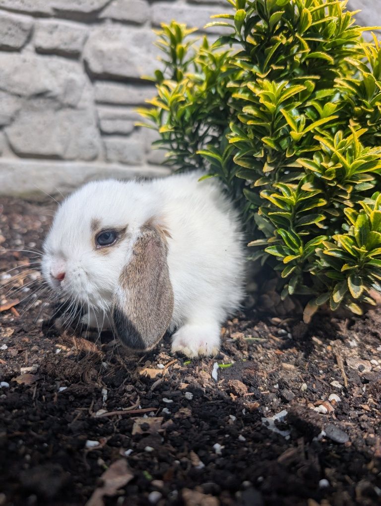 Mini lop, baranek miniaturka, metryka