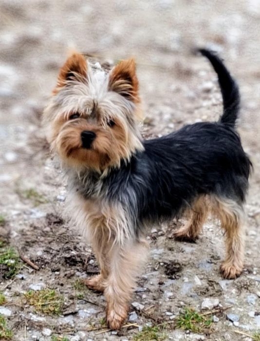 Reproduktor york shire terrier