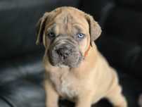 Suczka CANE CORSO FCI  po Championach