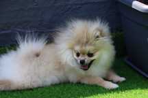 Lulu de Pomerânia (spitz)
