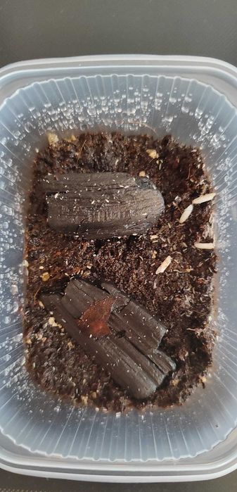 Białe skoczogonki Hodowla - Wysyłka