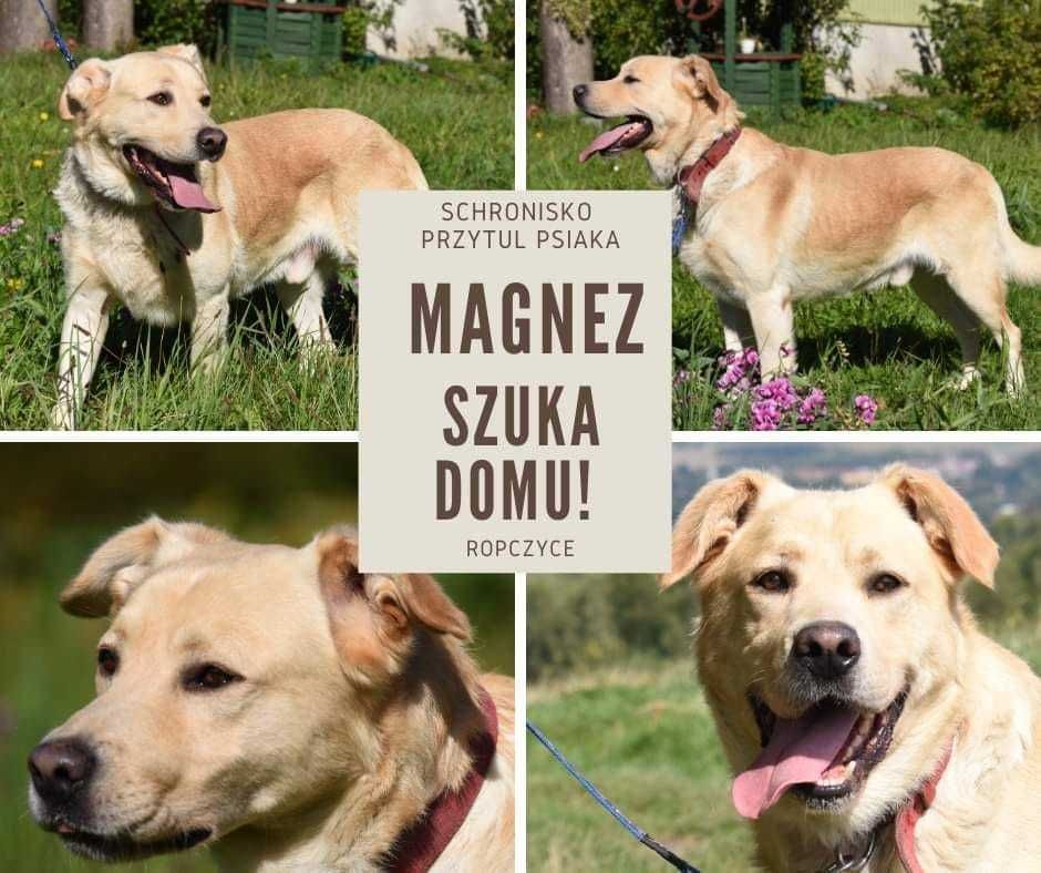 Magnez - duży pies do adopcji