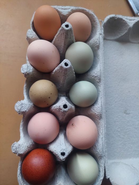 Інкубаційні яйця