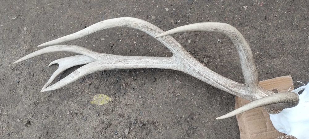 Piekny wieniec jelenia poroże trofeum rogi