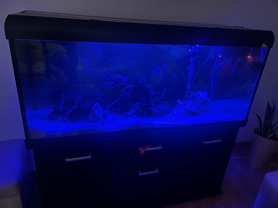 Akwarium 450l z życiem