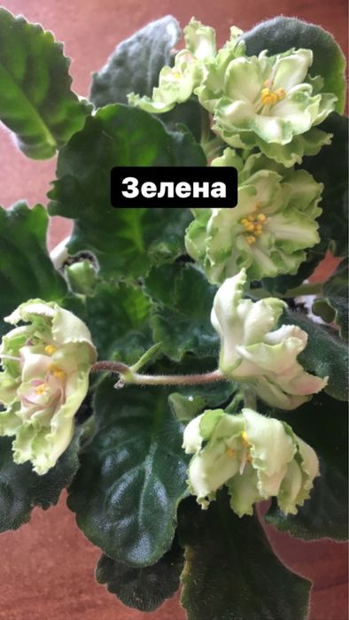 Фіалки,набір 10 шт + 2 подарунка