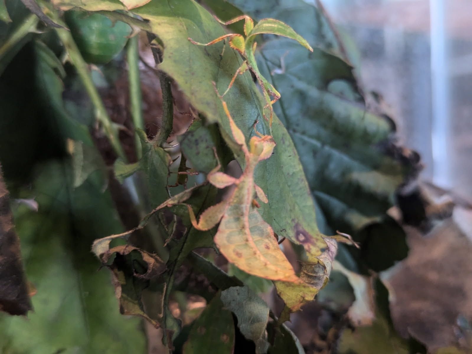Liściec jesienny, Phyllium Philippinicum,liściec,straszyk,liścce