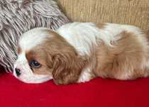 Cavalier King Charles Spaniel ZKwP FCI piesek