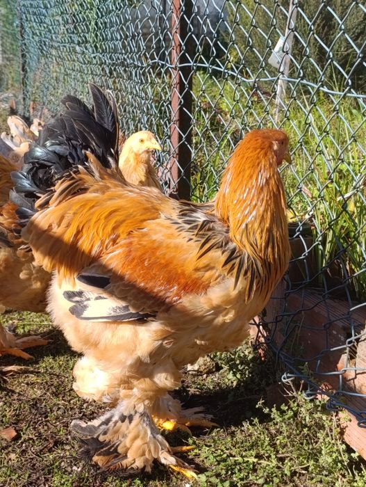 Vendo um casal de raça bramas buff