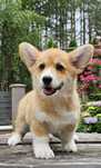 Suczka Welsh Corgi Pembroke