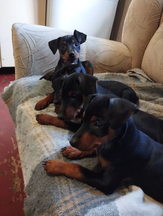 Продаю цуценят цверг пінчера