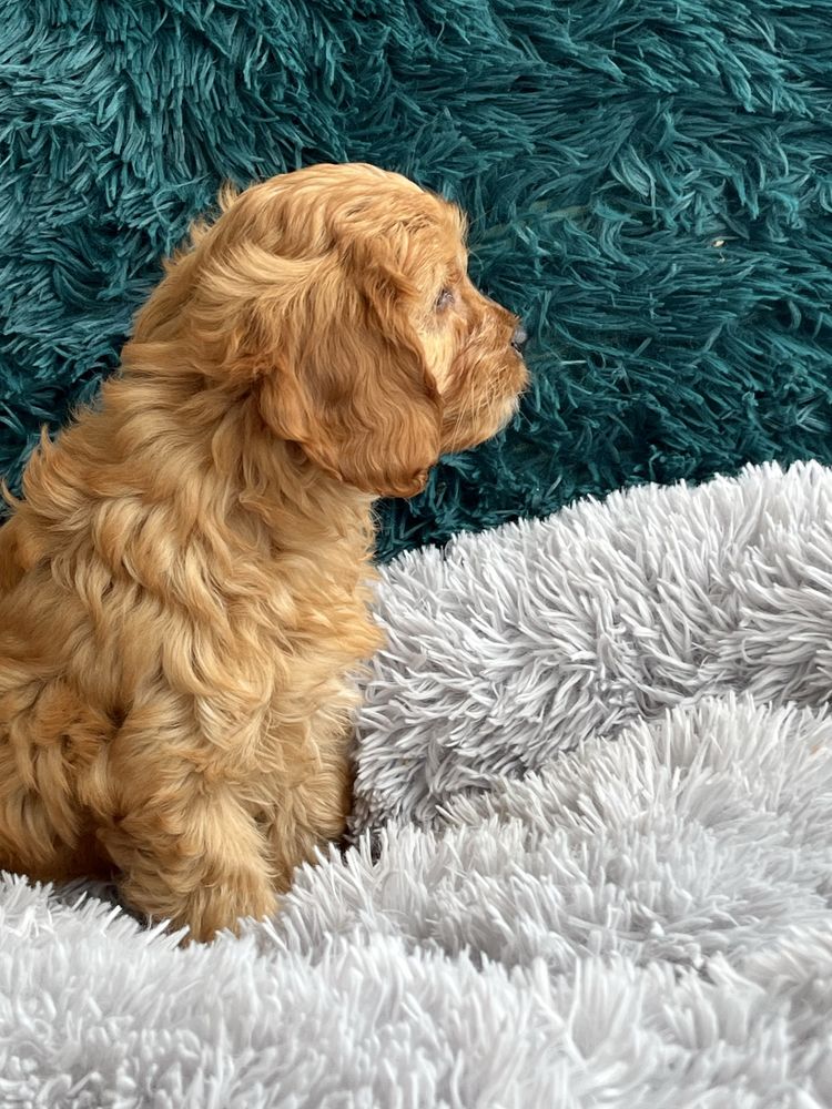Cudowny piesek cavapoo do odbioru