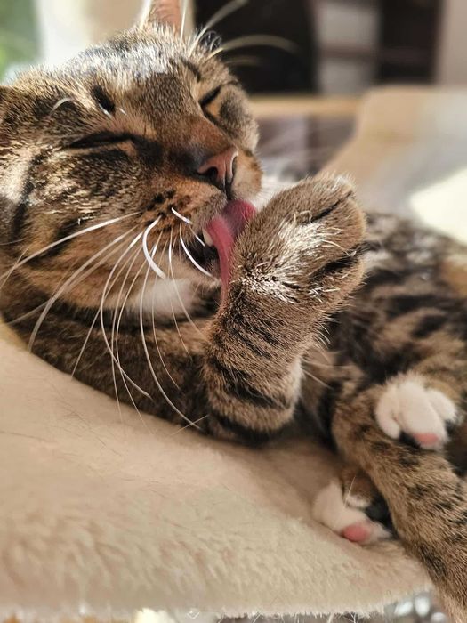 Daria z fundacji Miasto Kotów