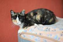 Malutka, pięknie umaszczona koteczka do adopcji