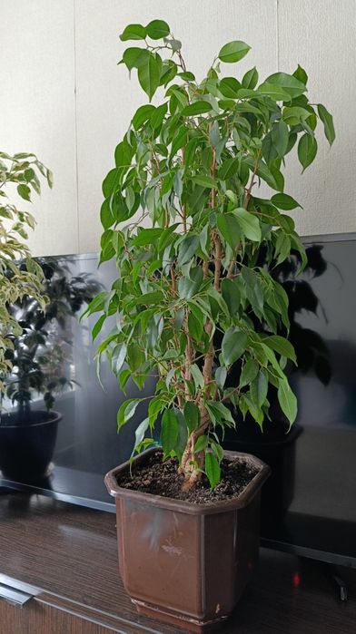 НЕ ПЕРЕСИЛАЮ!!Терміново!!! Кімнатні квіти кротон фікус