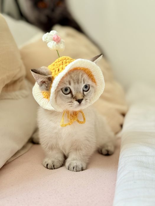 Хлопчик Манчкин