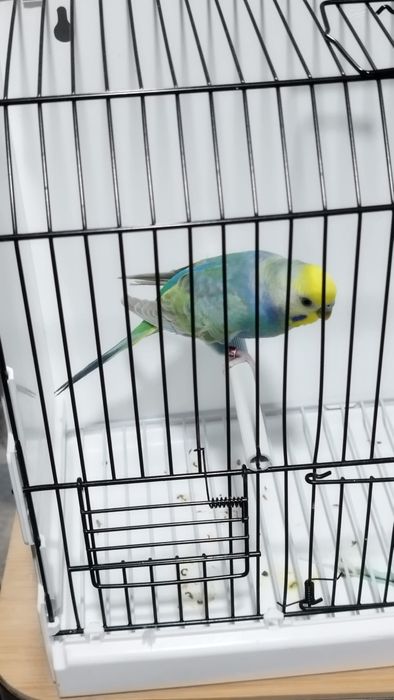 Periquito macho arco-íris