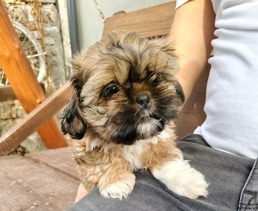 Piękna Shih Tzu z rodowodem