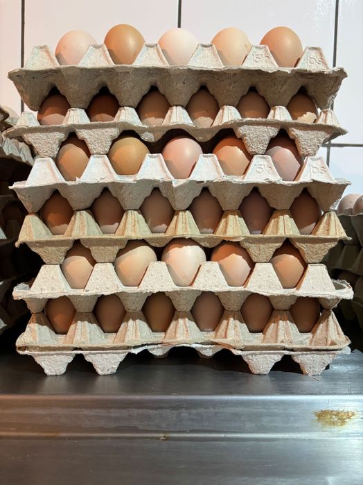 Jajka świeże kremowe