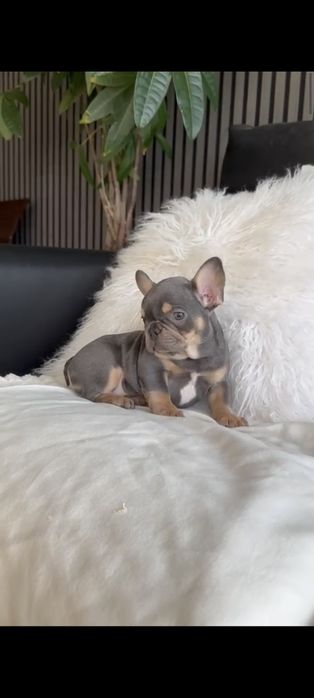Bulldog Francês  Espetácular . Menino.Olhos Azuis. Blue tan.