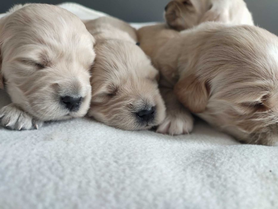 Golden Retriever szczenię do rezerwacji